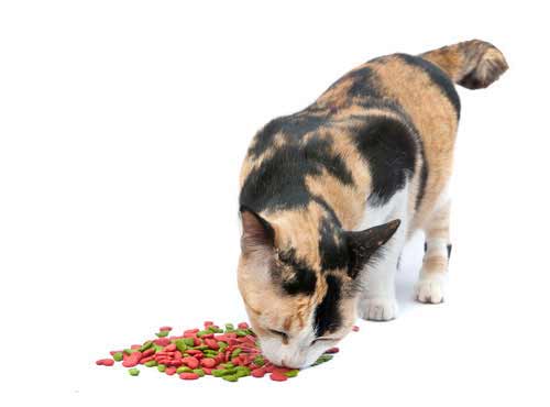 Taurin für Katzen